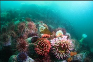 fish-eatinganemones and urchins