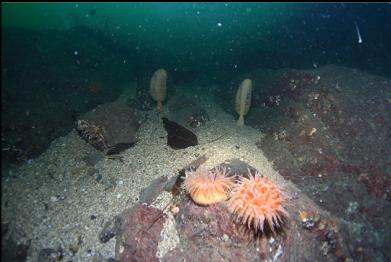 swimming anemones and sea pens