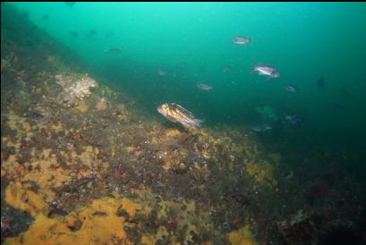 copper and black rockfish 60 feet deep