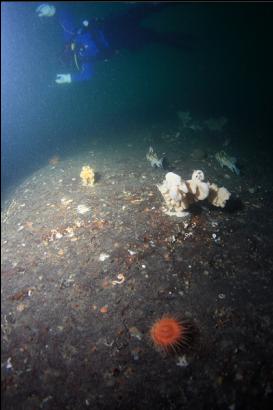 swimming anemone, sponges and rockfish