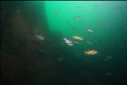 black and yellowtail rockfish at base of wall