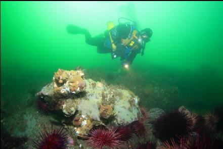 urchins and tunicate colonies