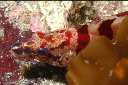 painted greenling