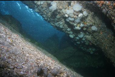 anemones above cavern