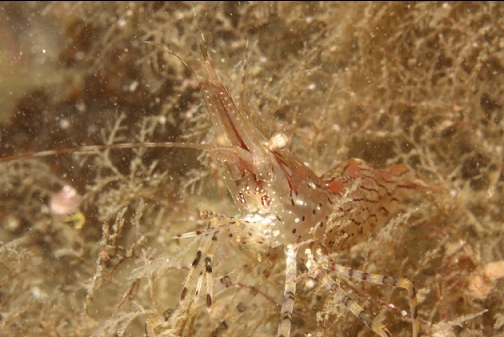 shrimp on hydroids