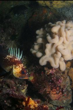 quillback rockfish and tunicate colony