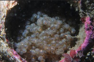 greenling eggs in barnacle shell