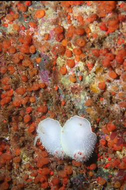 nudibranchs and orange tunicates