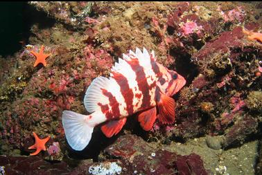 tiger rockfish