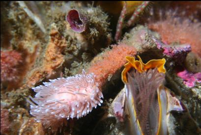 nudibranch and barnacle