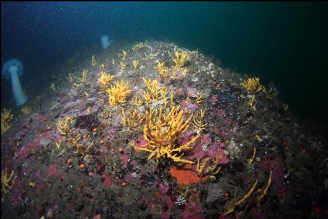 yellow sponges 90 feet deep