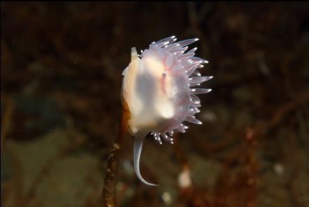 nudibranch eating a hydroid