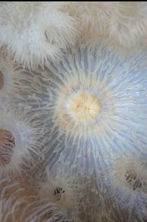ANEMONE MOUTH