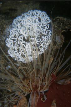 TUBE-DWELLING ANEMONE AND NUDIBRANCH EGGS