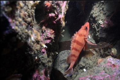 young tiger rockfish