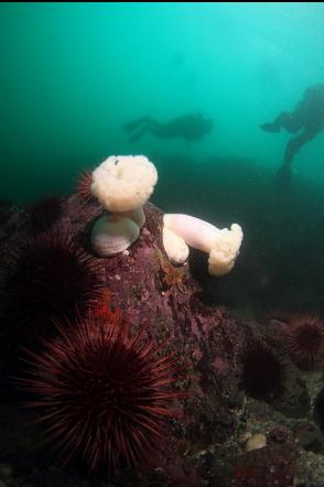 plumose anemones and urchins at the base of the wall