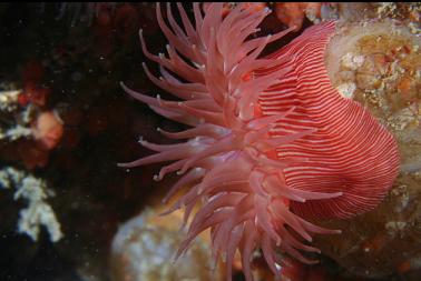 brooding anemone