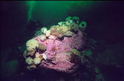 ANEMONES ON BOULDER