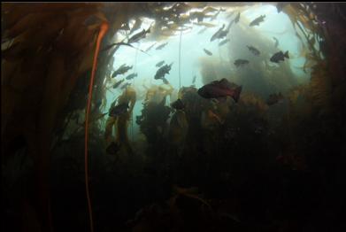 rockfish in kelp