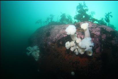 plumose anemones 