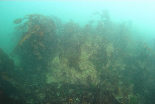 boulder topped with stalked kelp