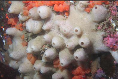 sponge and tunicates