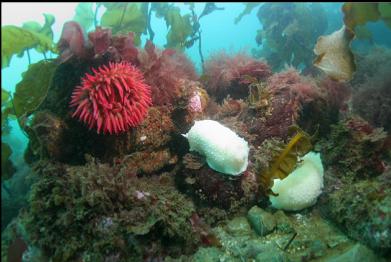 nudibranchs and anemone