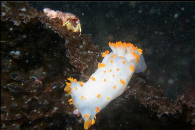 nudibranch and hermit crab
