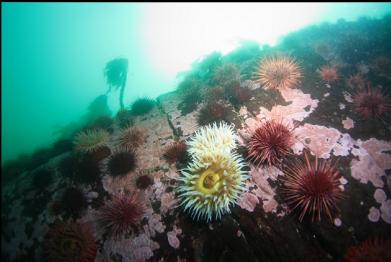fish-eating anemones on reef