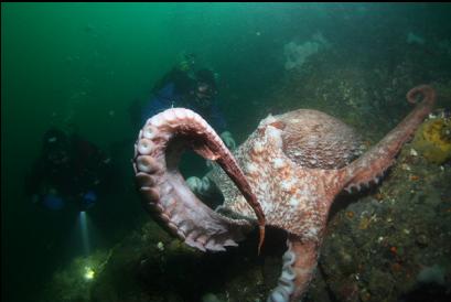 octopus turning white