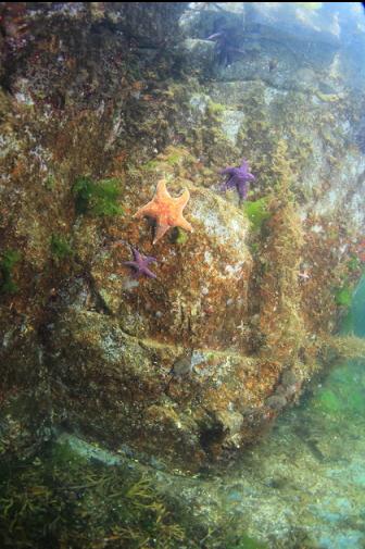 sea stars on the shallow rocks