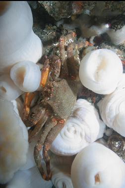 crab and anemones