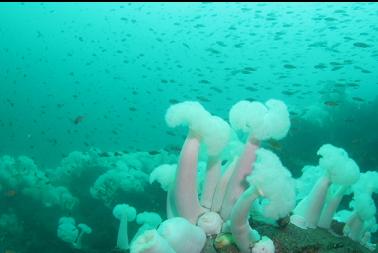 Plumose anemones and school of rockfish
