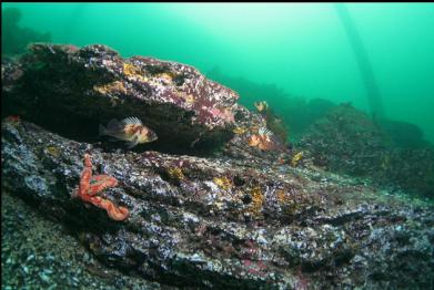 quillback rockfish under dock