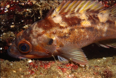 brown rockfish