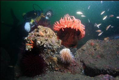anemones and Puget Sound rockfish