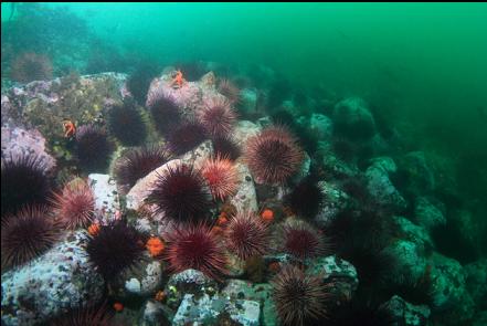 urchins 50' deep