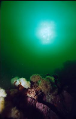 ANEMONES AND SEA RAVEN