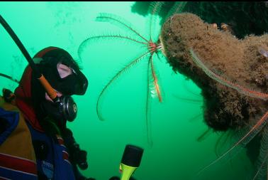 more feather stars on a boot sponge