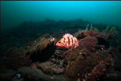 tiger rockfish on rubble slope