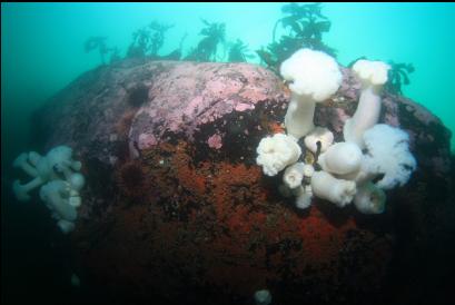 plumose anemones 