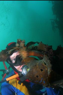 brooding anemones on kelp