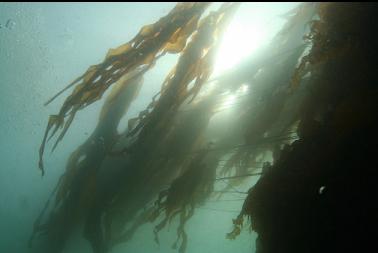 looking up at kelp in current
