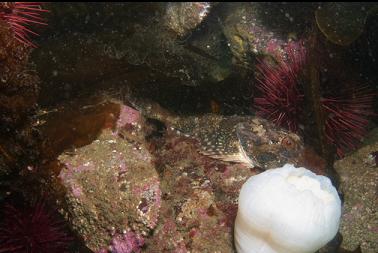 great sculpin next to anemone