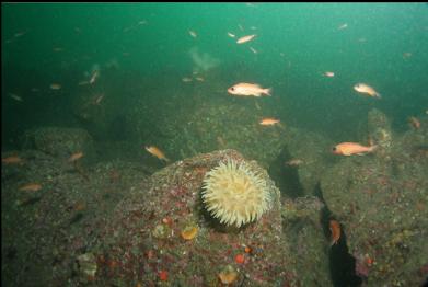 anemone and Puget Sound rockfish