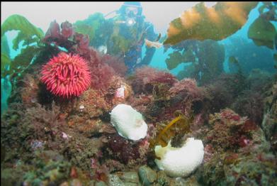 behind over-exposed nudibranchs and anemone 