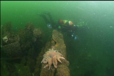 sunflower star on metal bow of wreck