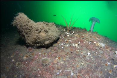 boot sponge and small urchins