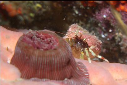 hermit crab hiding behind anemone