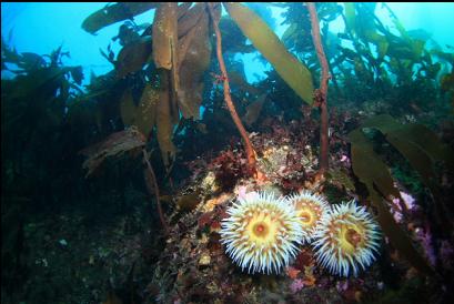 3 fish-eating anemones